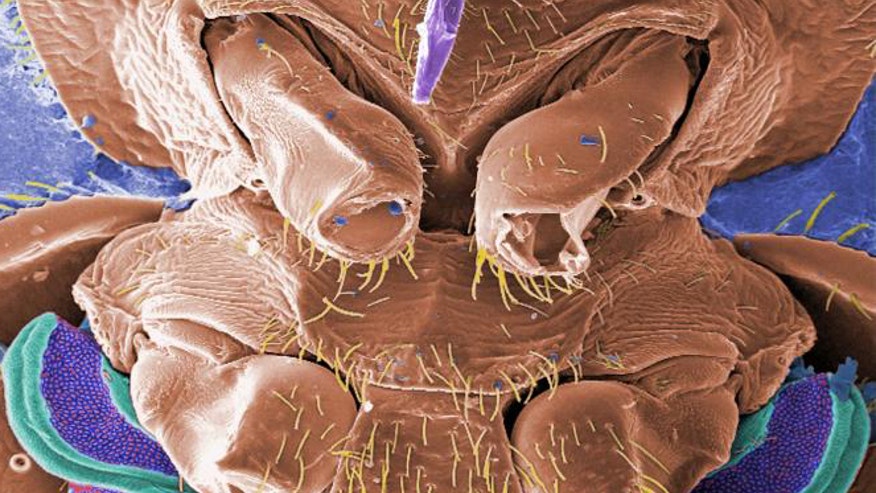 Bed bug up close